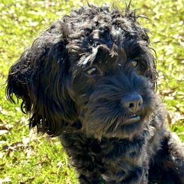 Rosie - Cavapoo