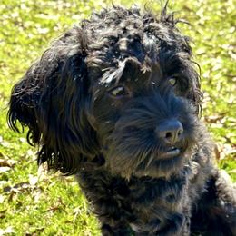 Rosie - Cavapoo
