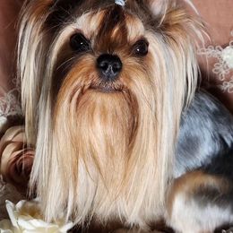 🥝 Kiwi 🥝 - Yorkshire Terrier