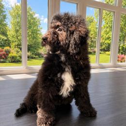 Flowers - Black and white female Sheepadoodle puppy in North Royalton, Ohio from Johnson's Doodles