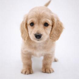 Elsa- AKC import lines - Cream female Dachshund puppy in Coweta, Oklahoma from Sunnyside Dachshunds