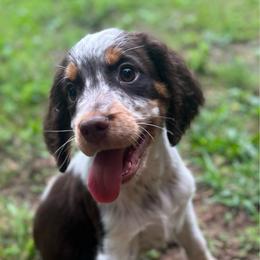 Jace - Liver white and tan male English Springer Spaniel puppy in Crawford, Tennessee from Lilly Lane Spaniels