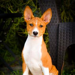 Dustin - Red and white male Basenji puppy in San Diego, California from Triforce Basenjis