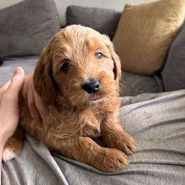 Reef - Red  male Goldendoodle puppy in Bradenton, Florida from Doodle Acres
