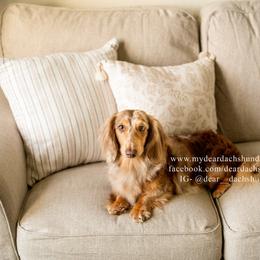 Nosh - Dachshund