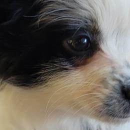 Miniature Australian Shepherds and Toy Australian Shepherds from Swickey Farms