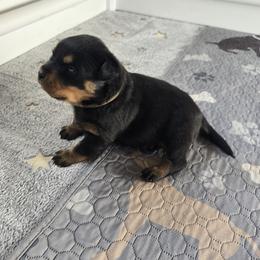 Mr. Brown Collar - Black and mahogany male Rottweiler puppy in Clarksburg, West Virginia from Vom Peiffley Rottweilers, LLC