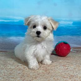 Kitty Hawk - White female Havanese puppy in Gainesville Ocala, Florida from Curly Que Standard Poodles and Havanese