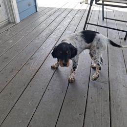 Stoneforged Dark Knight Bruce Wayne - Blue belton and tan (tri-color) male Llewellin Setter puppy in Eastpoint, Florida from Stoneforged Setters