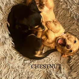 Dachshund Puppies from GretaLo Dachshunds