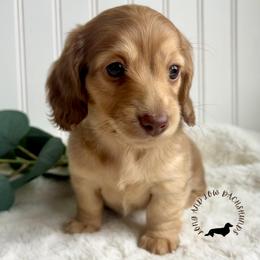 Chocolate and Cream - Chocolate and cream female Dachshund puppy in Nampa, Idaho from Long_and_Low_Dachshunds