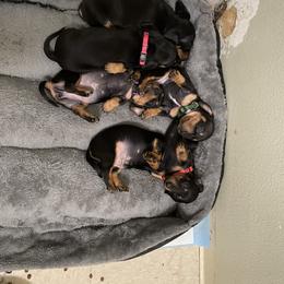 Dachshund Puppies from Hursh’s Hounds