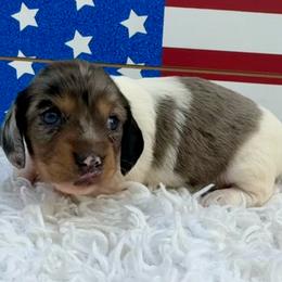 Sunni - Dapple female Dachshund puppy in Colbert, Oklahoma from Brooke Crenshaw