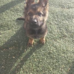 Boy 1 - Sable male German Shepherd puppy in Ann Arbor, Michigan from Von Der Havier German Shepherds