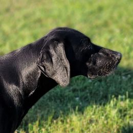Buddy - German Shorthaired Pointer