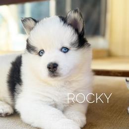 Rocky - Black and white male Pomsky puppy in Grass Valley, California from Karalot Pomskies