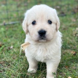 Cream collar - Light golden female Golden Retriever puppy in Decatur, Indiana from Golden Bundles