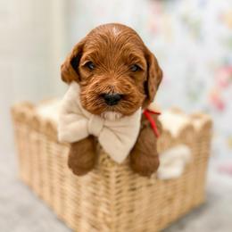 Sharky - Red  male Goldendoodle puppy in Sulphur, Louisiana from Curly Q’s Of Carlyss