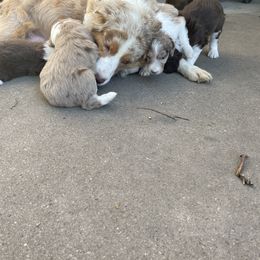 Aussiedoodle puppies from Simons doodles