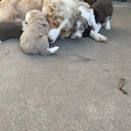 Aussiedoodle puppies from Simons doodles