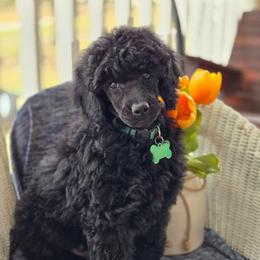Charles - Black male Poodle puppy in Bauxite, Arkansas from Mountain Ridge Poodles