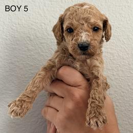 Bernedoodle, Goldendoodle, and Poodle Puppies from Beach Doodles