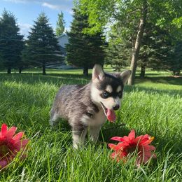 Pomsky Puppies from Southern Minnesota Pomskies