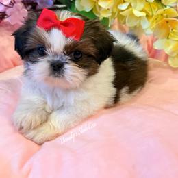 Sold - Red and white female Shih Tzu puppy in Manteca, California from Beauty's Shih Tzu (California)
