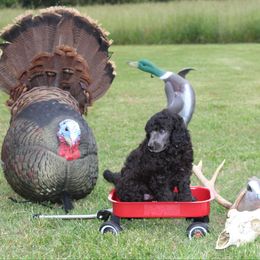Girl 1 - Blue female Poodle puppy in North Carolina from Masquerade's Standard Poodles of North Carolina