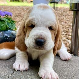 Minnie - Mahogany and white female Basset Hound puppy in High Hill, Missouri from High Hill Hounds