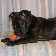 Staffordshire Bull Terrier Puppies from Rukkus Staffords