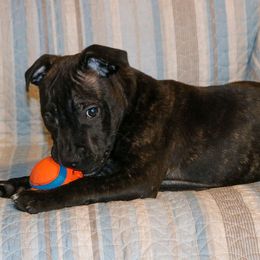 Staffordshire Bull Terrier Puppies from Rukkus Staffords