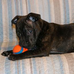 Staffordshire Bull Terrier Puppies from Rukkus Staffords
