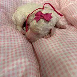 Precious - White female Poodle puppy in Mobile, Alabama from Semmy’s Standard Poodle LLC