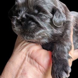 Levi - Brindle male Shih Tzu puppy in Claxton, Georgia from Small Pawz Kennel