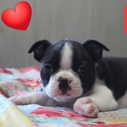 Rocco - Black brindle and white male Boston Terrier puppy in Brooksville, Florida from Delamorés Pups