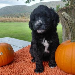 Bella - Black female Goldendoodle puppy in Lewistown, Pennsylvania from Southern Star Goldendoodles