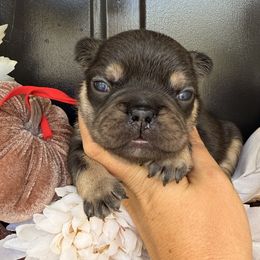 Aspen - Black and tan male French Bulldog puppy in Florida from Doxie Rugrats