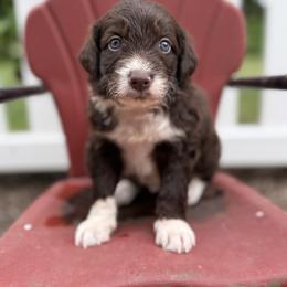 Bordoodle Puppies from Borders of Eby Eden