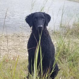 Curly-Coated Retriever All Grown Up from The Thompsons in Partnership with Podunk CCRs