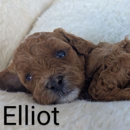 Elliot - Red male Cavapoo puppy in Anaheim, California from West Coast Cavapoos