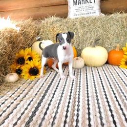 Yara Male 2 - Blue male Italian Greyhound puppy in Caryville Fl And Sparta Tn, Tennessee from Summerwind Kennel