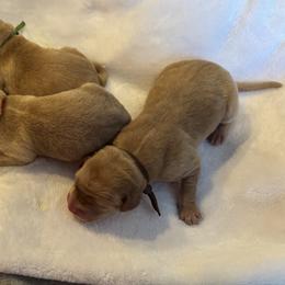 Green collar - Yellow male Labrador Retriever puppy in Hartly, Delaware from Triple Threat Labradors