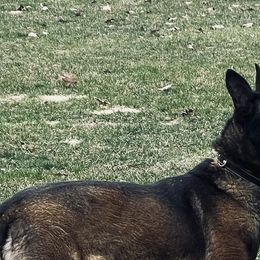 Kola - Belgian Malinois
