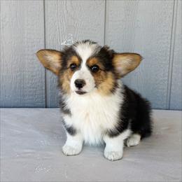 Dewey - Black and tan male Pembroke Welsh Corgi puppy in Mc Cammon, Idaho from Sunny J Corgis and Mini Americans