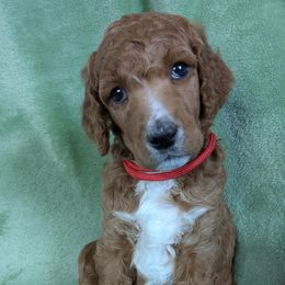 Fern - Poodle puppy from Ghibli Poodles