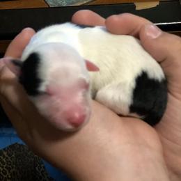 Border Collie Puppies from Cahill’s Canines