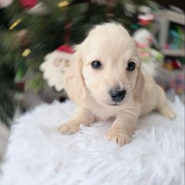 Leif 5th pictured in the group - Cream male Dachshund puppy in Richmond, Virginia from Irresistible Dachshunds & Cavaliers