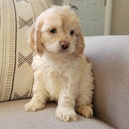 Dolly - Buff female Cockapoo puppy in Mayville, Michigan from Kathy Maize