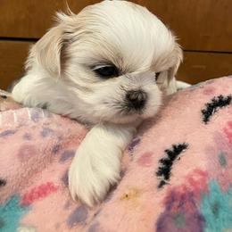 Miss piggy - Cream and white female Shih Tzu puppy in Fountain, Florida from Simply Shih Tzu